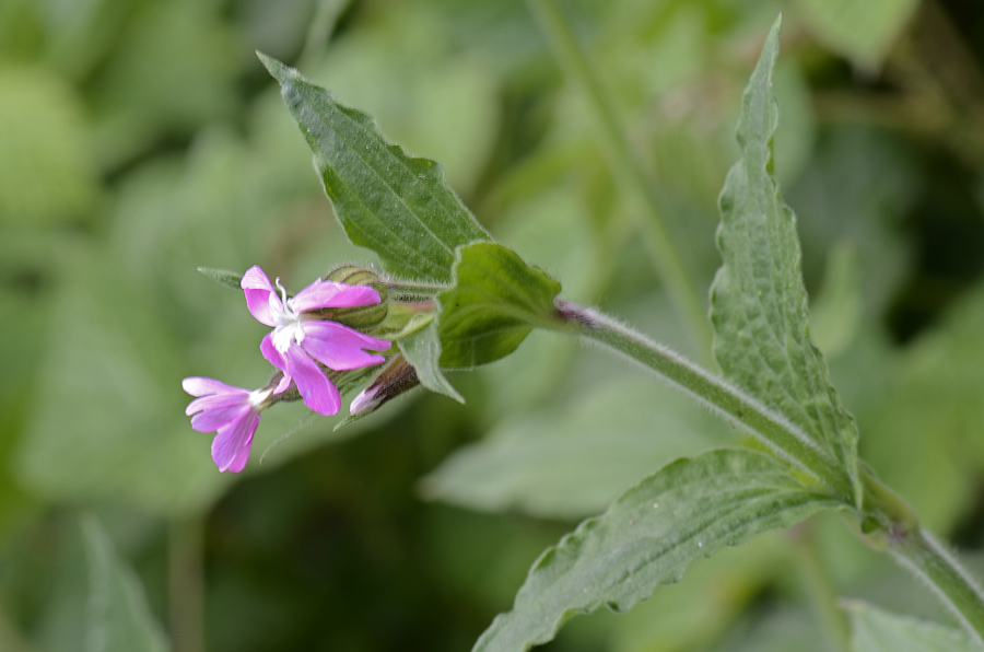 Silene dioica
